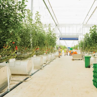 GREENHOUSE