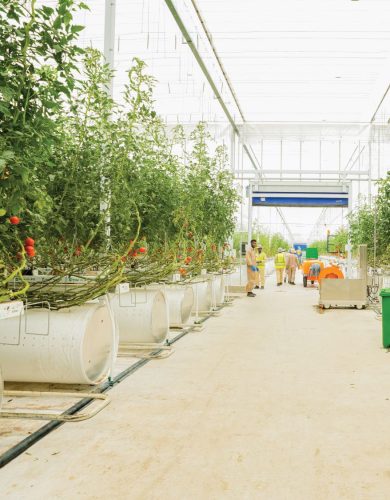 GREENHOUSE